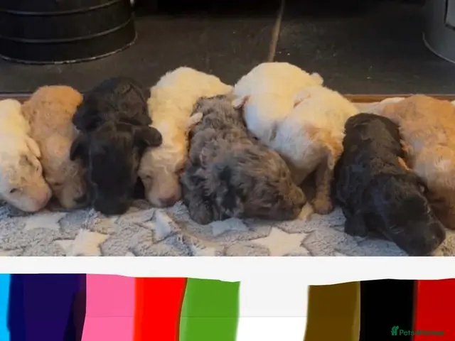 Cockapoo dogs for sale: 👀READY TO GO NOW👀 TINY TEDDYBEAR COCKAPOO'S - Advert 1