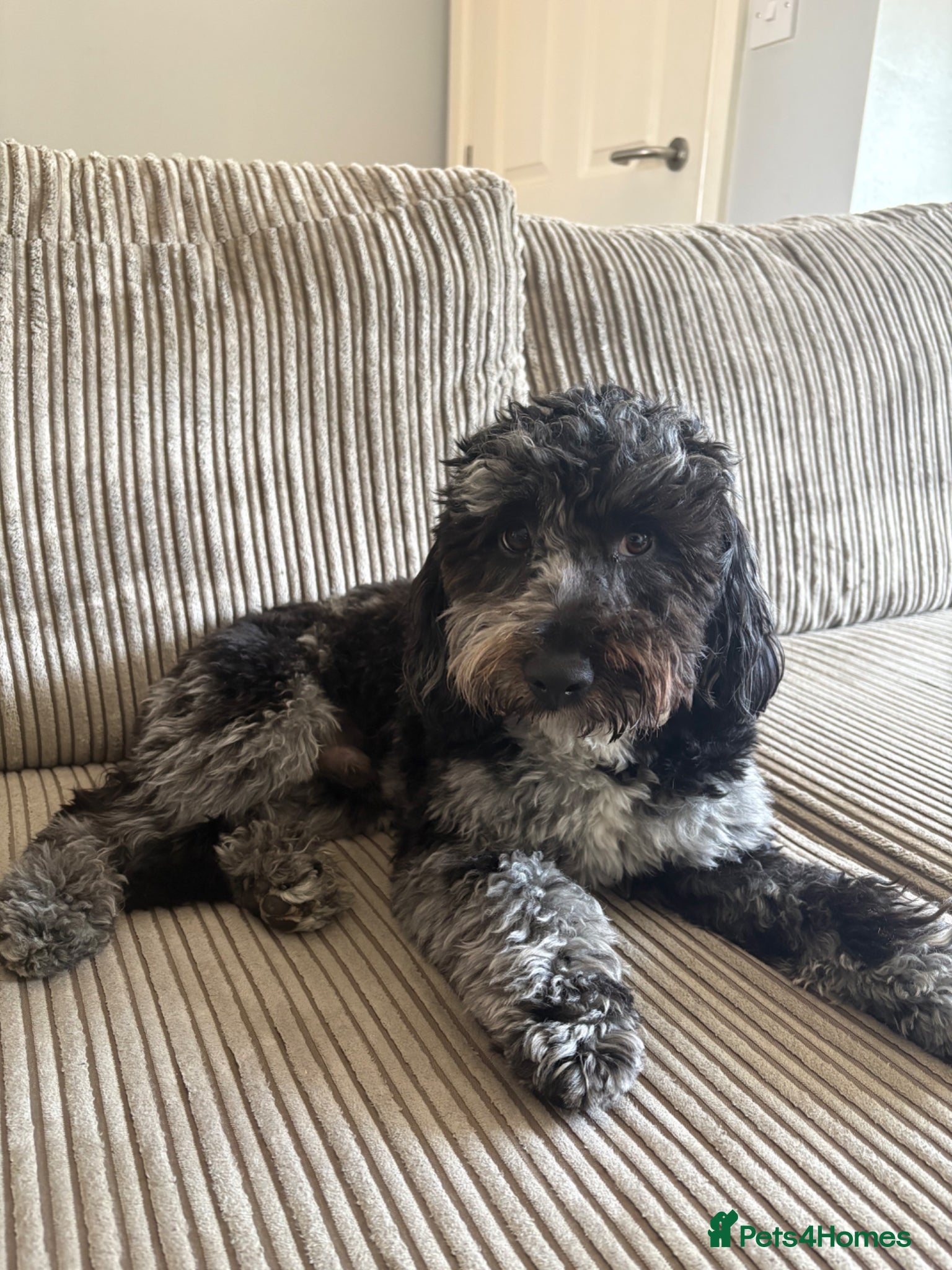 Cockapoo dogs F2 Merle Cockapoo Stud ~ PROVEN - Advert 7