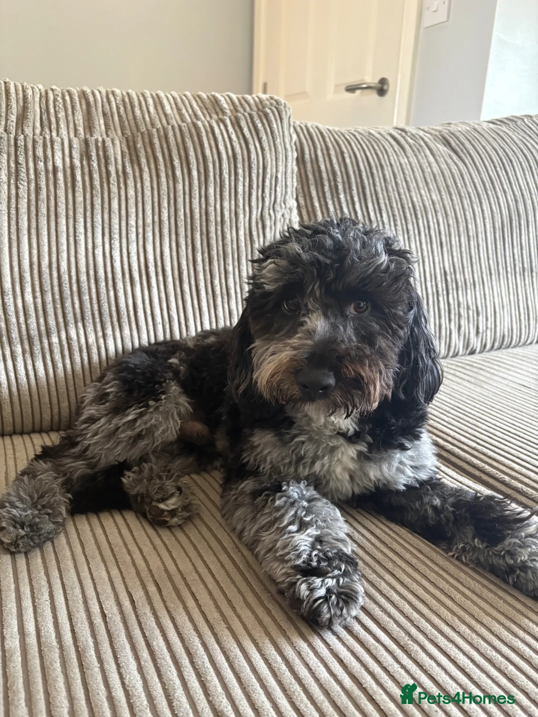 Cockapoo dogs for stud: F2 Merle Cockapoo Stud ~ PROVEN in Newark - Advert 1