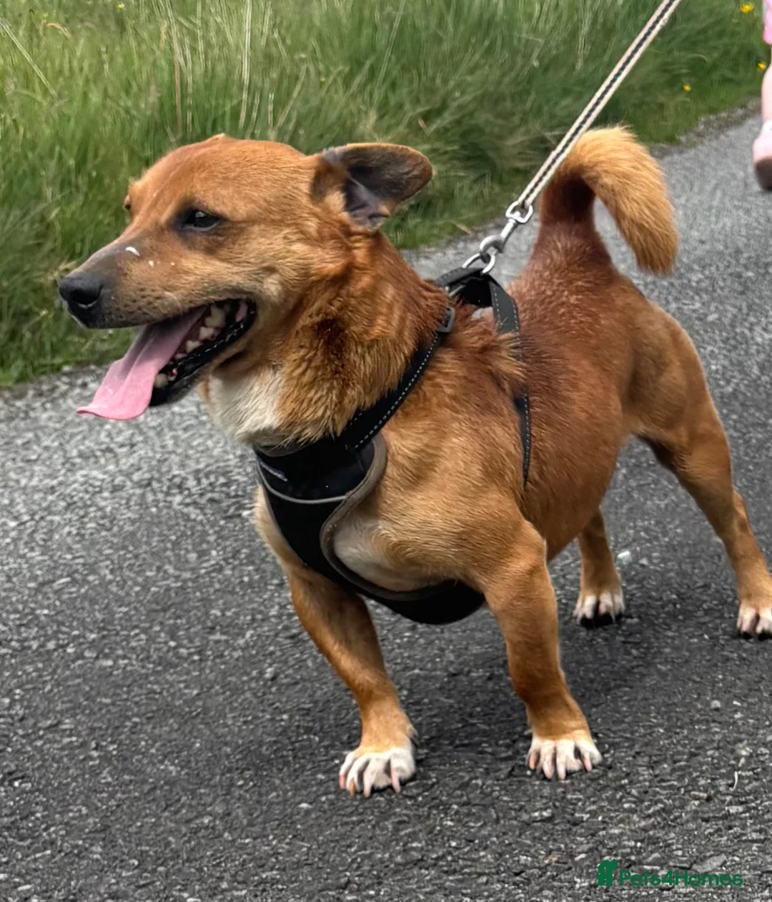 Mixed Breed dogs for stud: For stud in Caernarfon - Advert 2