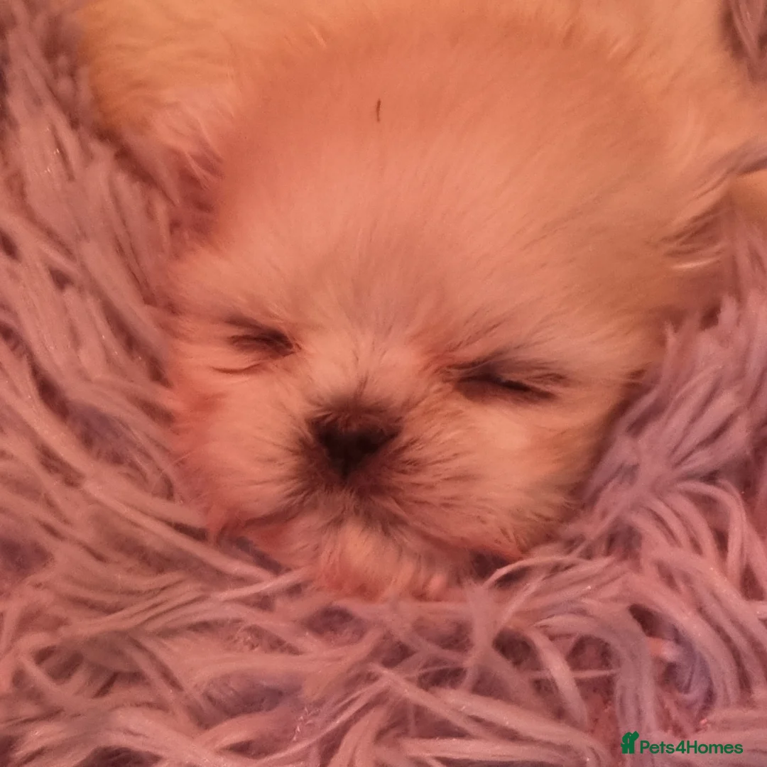 Shih Tzu dogs for sale: Kc stunning tiny pure white girl - Advert 2