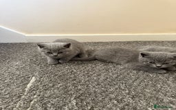 British Shorthair cats for sale: British shorthair - Image 8