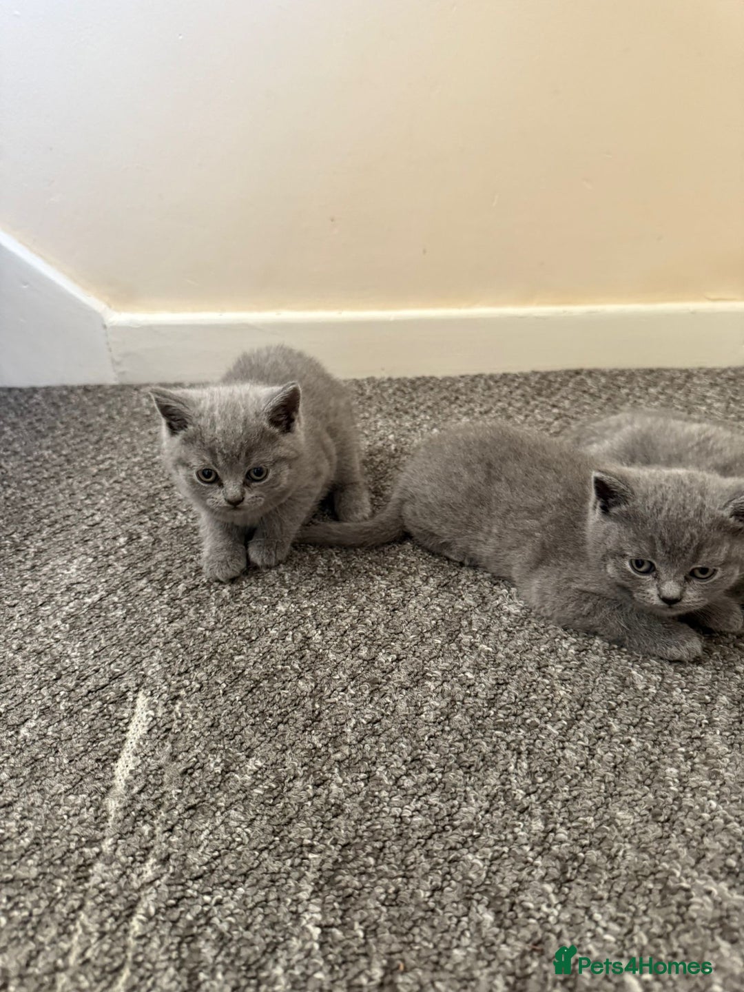 British Shorthair cats for sale: British shorthair - Image 8
