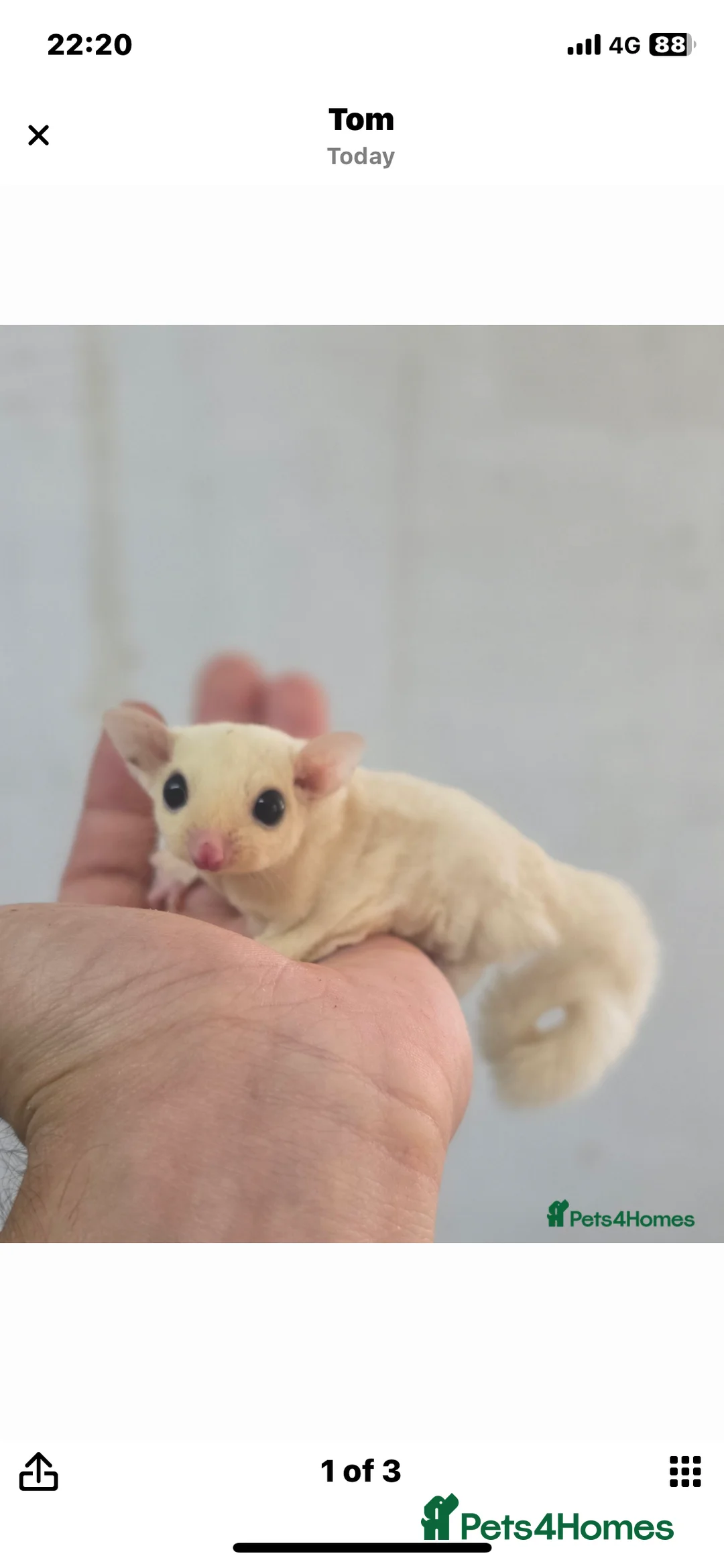 Sugar Glider rodents for sale: Male and female 5month sugar glider in Beaminster - Advert 5