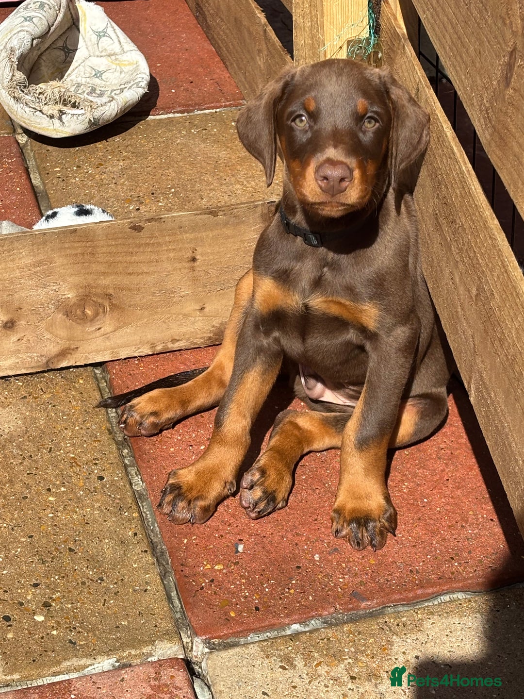 Dobermann dogs for sale: Doberman Puppies For Sale  - Image 30