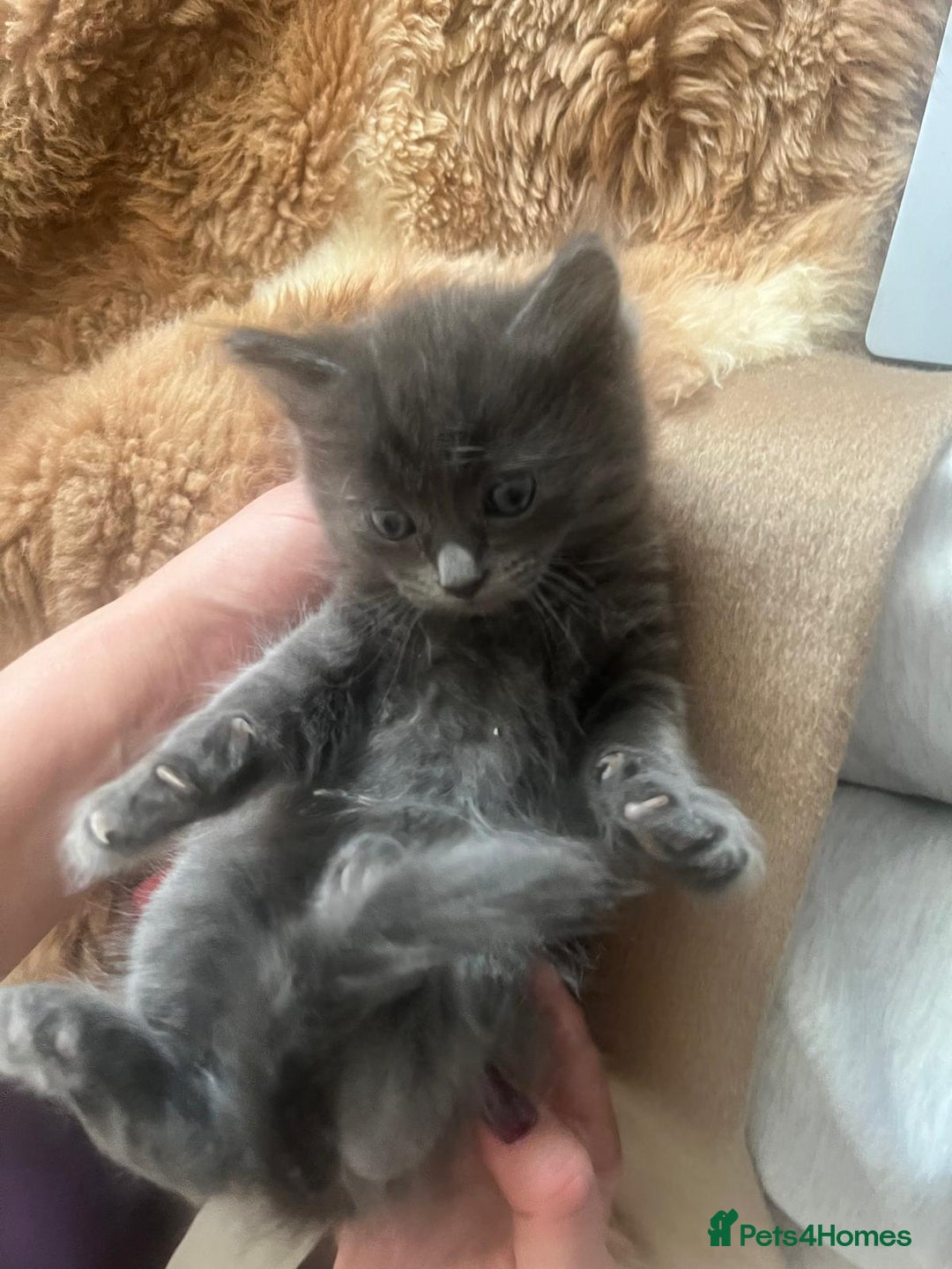Mixed Breed cats for sale: Adorable mixed x russian blue x ragdoll - Advert 3