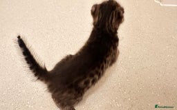 Savannah cats for sale: Stunning F3 Savannahs - Image 20
