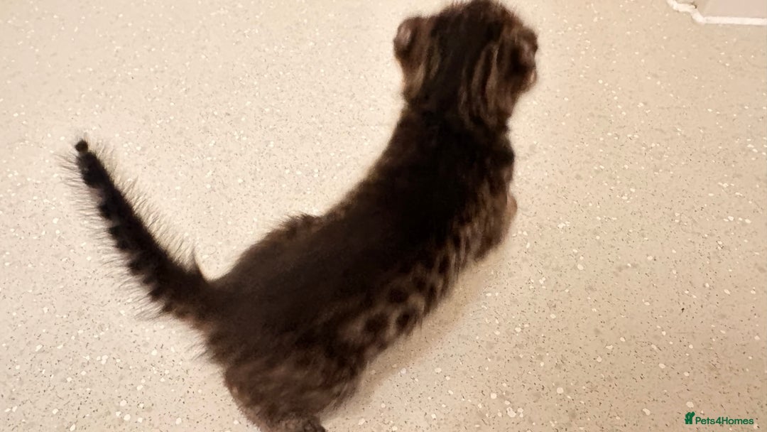 Savannah cats for sale: Stunning F3 Savannahs - Image 20