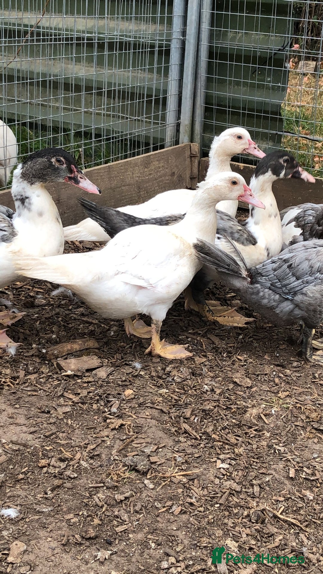 Ducks poultry for sale: Muscovy  ducklings  - Image 2