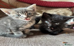 Mixed Breed cats for sale: Kittens for sale  - Image 11