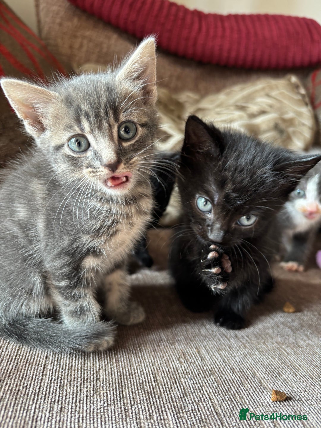 Mixed Breed cats for sale: Kittens for sale  - Image 11