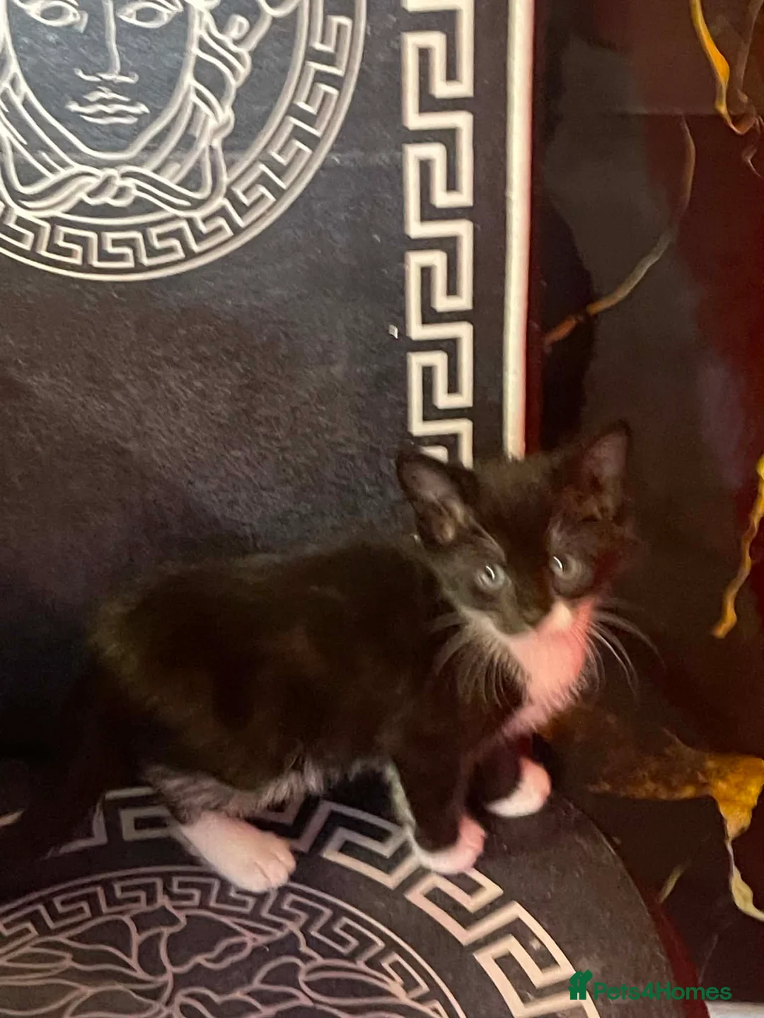 Mixed Breed cats for sale: Beautiful kittens for sale  - Advert 2