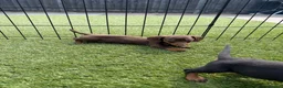 Dachshund dogs for sale: Dachshund  - Advert 13