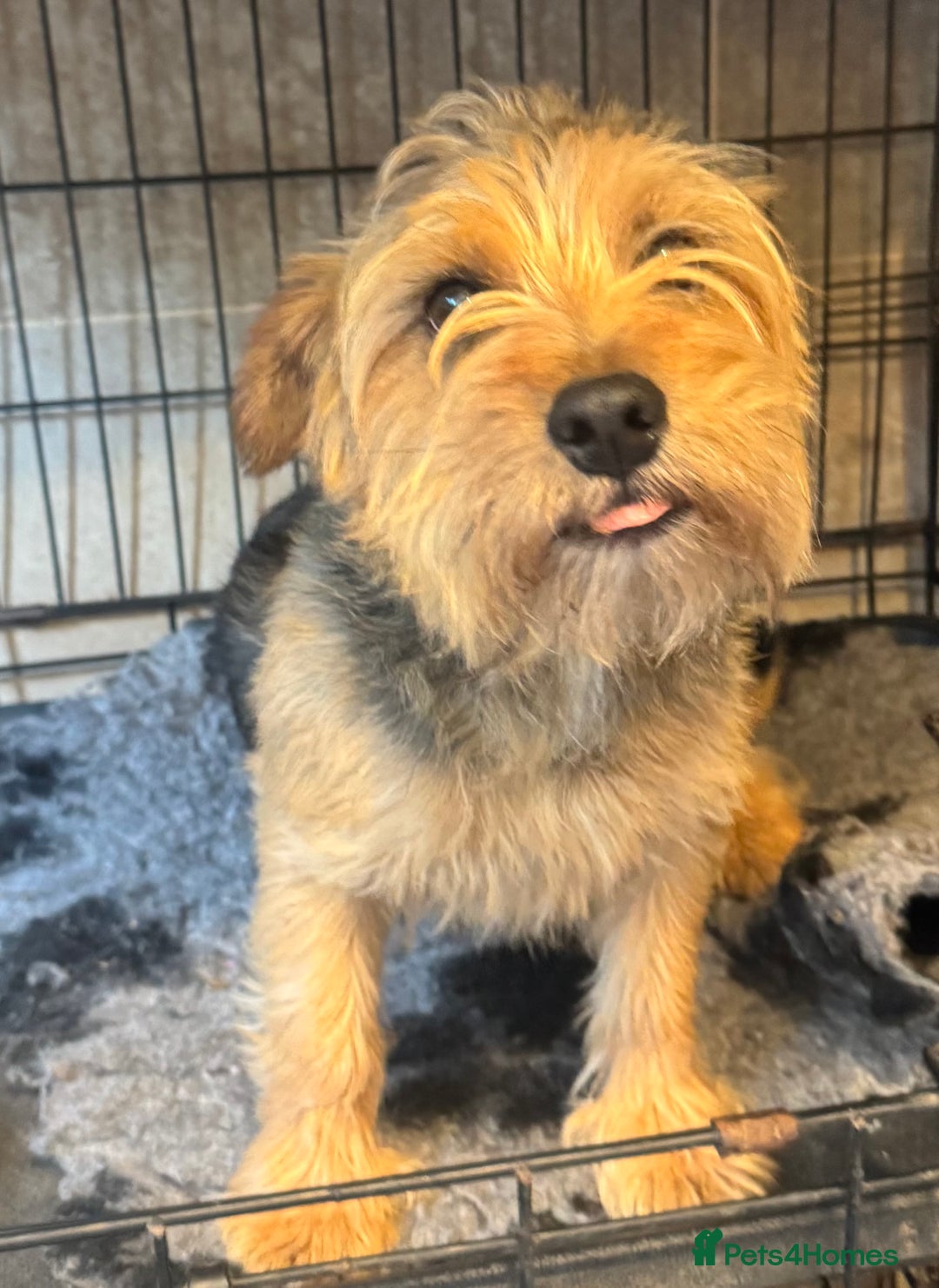 Norfolk Terrier dogs for stud: 3/4 Norfolk x 1/4 Jack Russell proven stud in Burton-on-Trent - Image 13