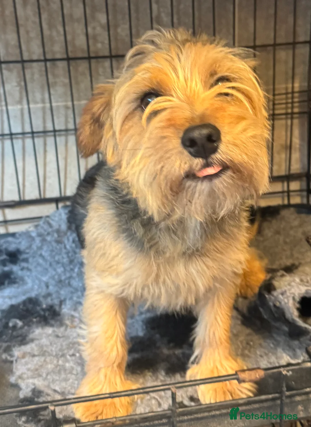 Norfolk Terrier dogs for stud: 3/4 Norfolk x 1/4 Jack Russell proven stud in Burton-on-Trent - Advert 13