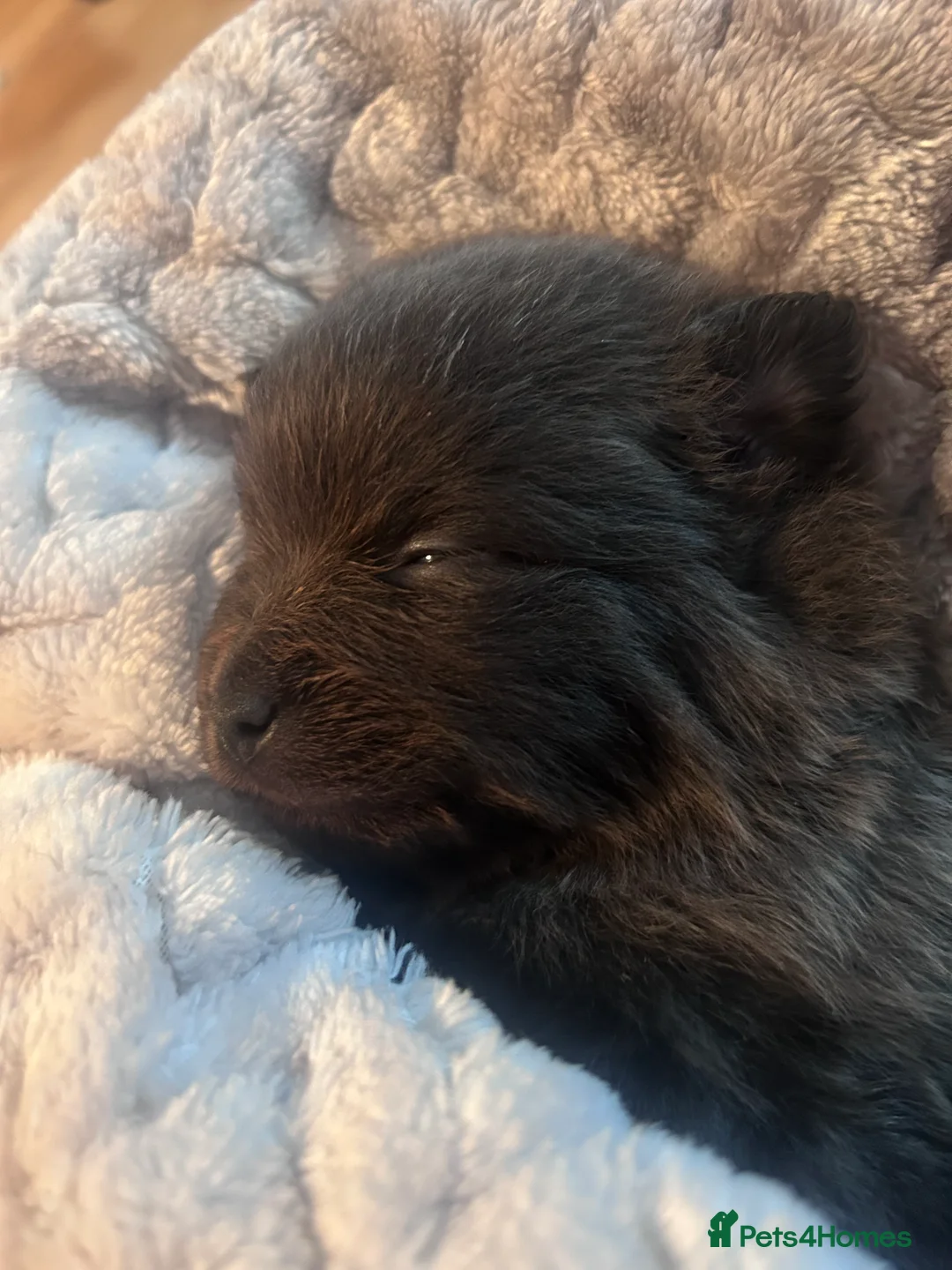 Pomeranian dogs for sale: Beautiful well loved Pomeranians  - Advert 2