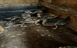 Ducks poultry for sale: 5 Mallard Ducks - Image 1