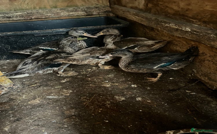Ducks poultry - Advert 10