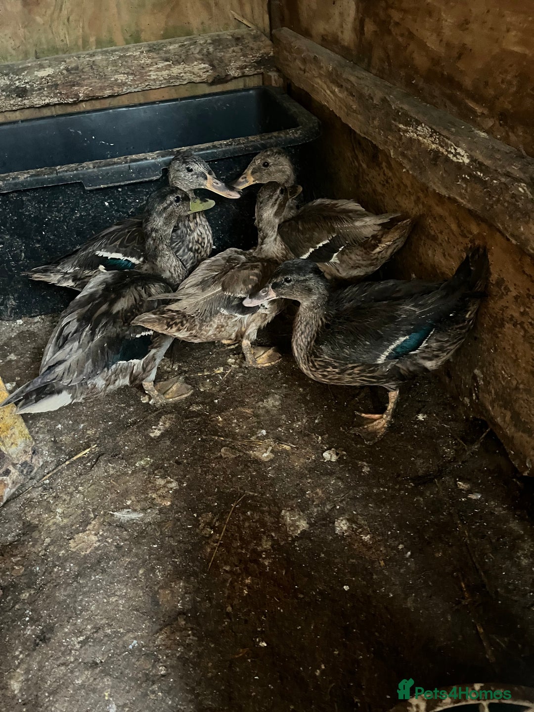 Ducks poultry for sale: 5 Mallard Ducks - Image 1
