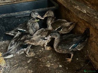 Ducks poultry - Advert 13