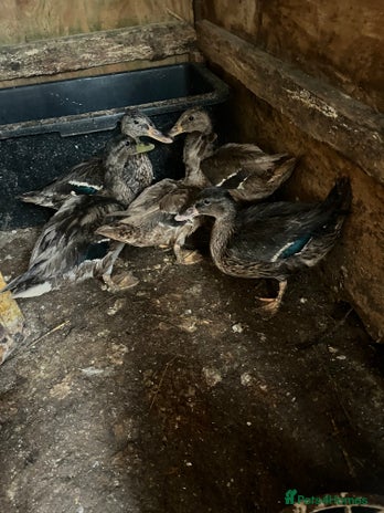 Ducks poultry - Advert 5