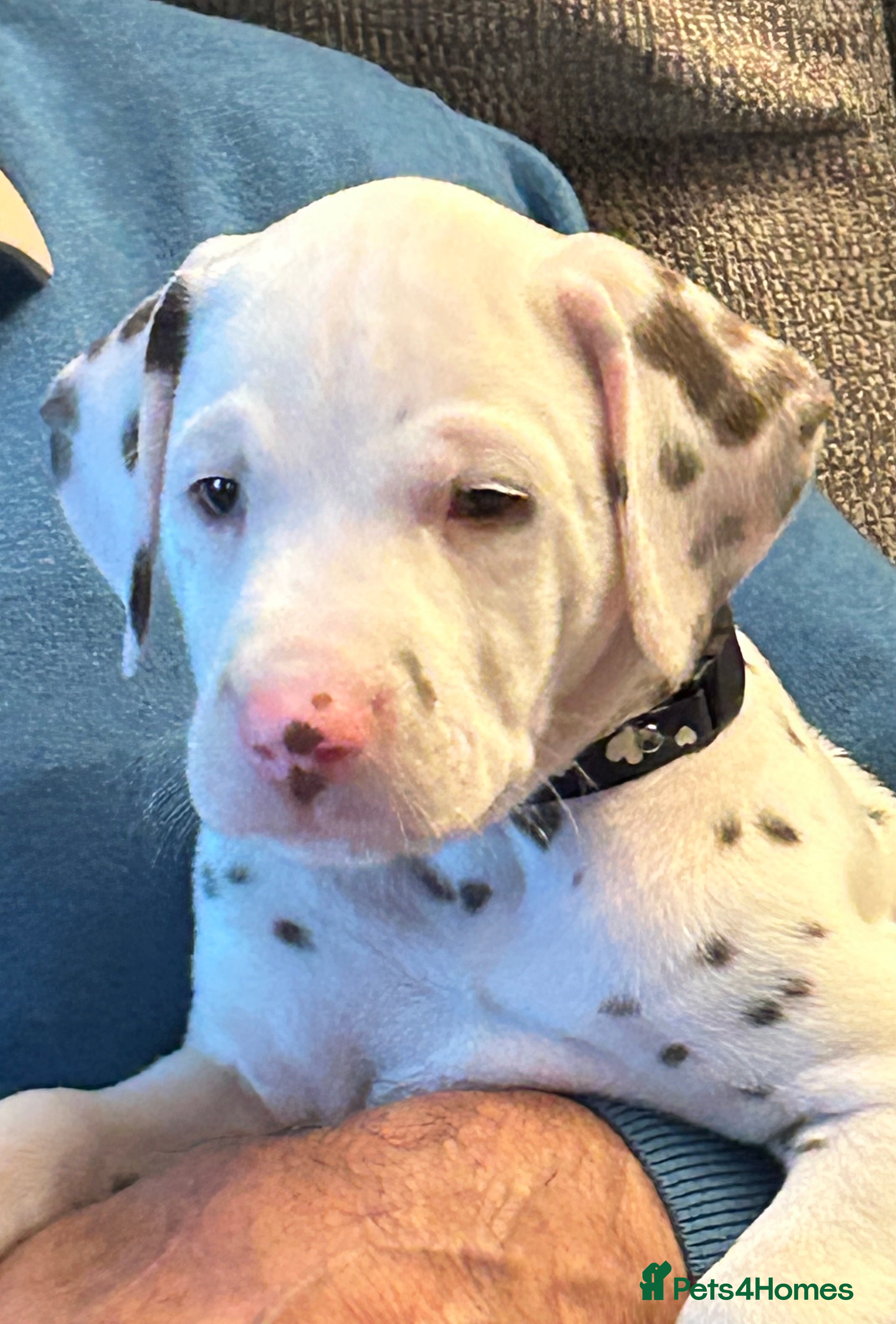 Dalmatian dogs Dalmatian Puppies - Advert 2