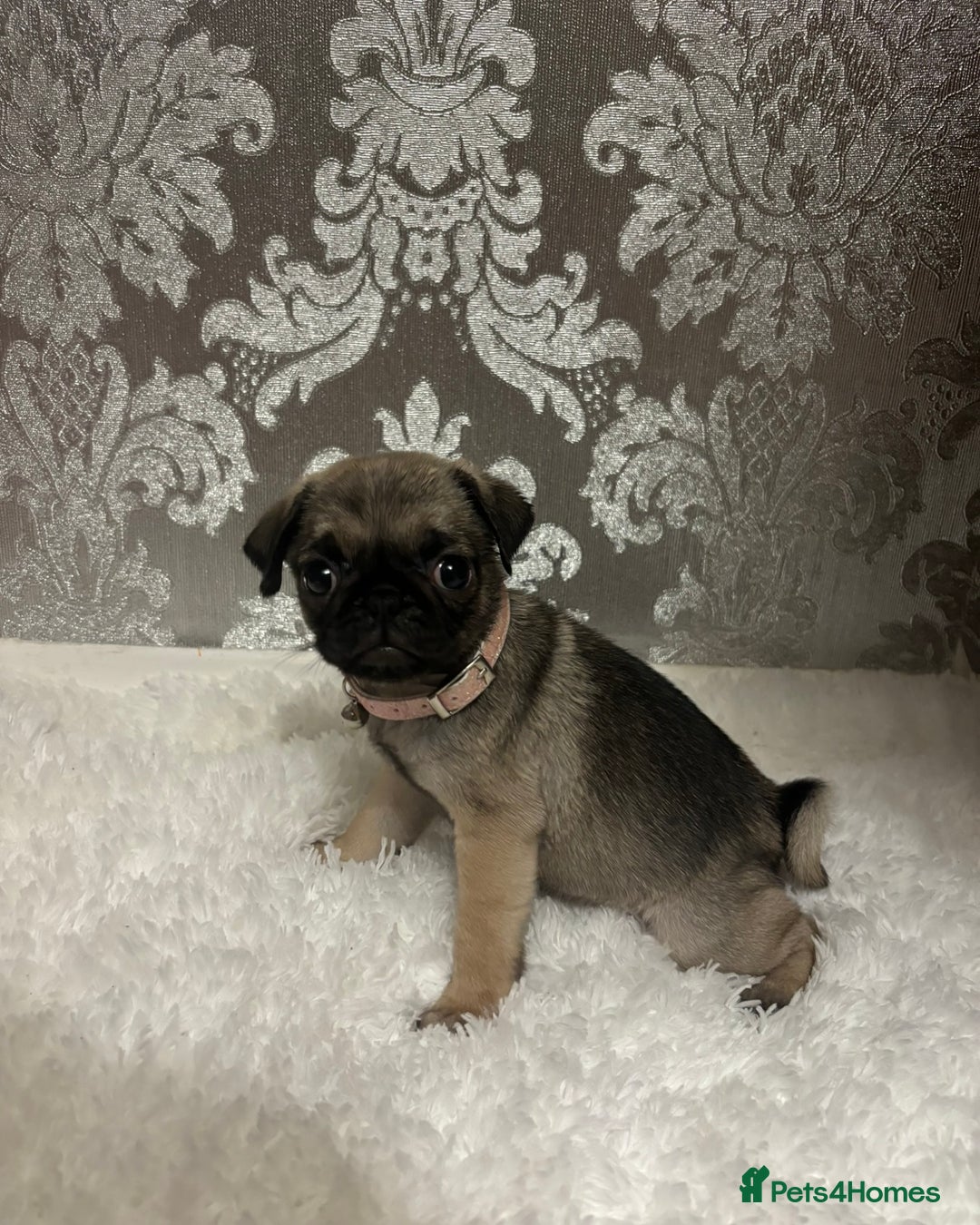 Pug dogs for sale: 2 beautiful girl pugs - READY NOW !!! - Image 4