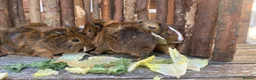 Guinea Pig rodents for sale: Abyssinian/ long-haired babies - Advert 28