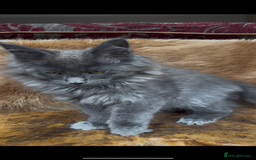 Maine Coon cats for sale: 🏆 PEDIGREE MAINE COON KITTENS GCCF 🏆  - Image 5