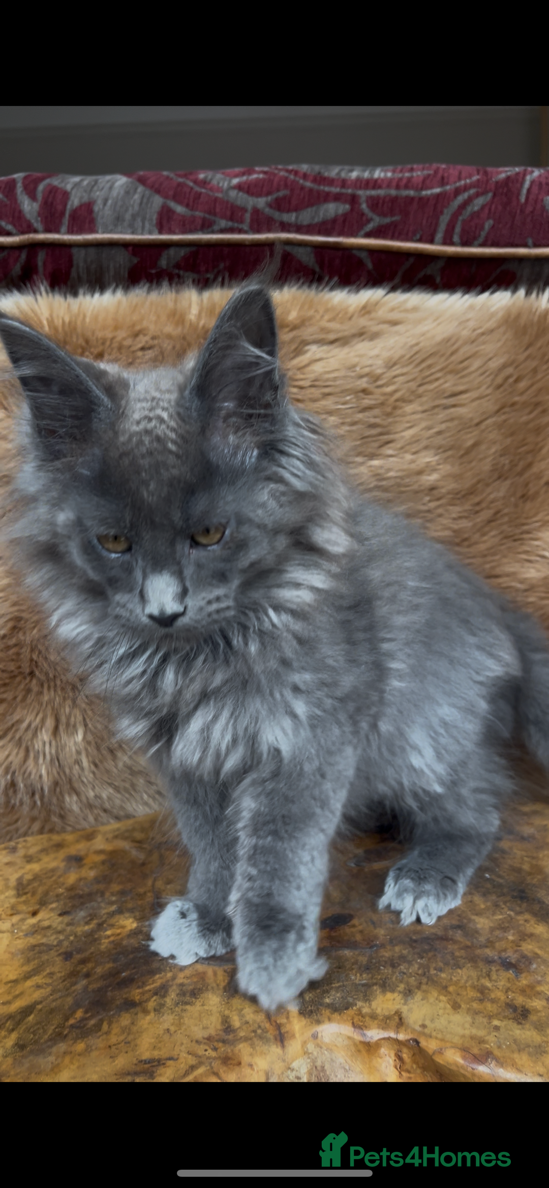 Maine Coon cats for sale: 🏆 PEDIGREE MAINE COON KITTENS GCCF 🏆  - Image 5