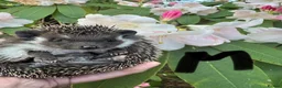 Pygmy Hedgehog rodents for sale: 9 week hoglets/ full masked/ reverse pinto READY   - Advert 3