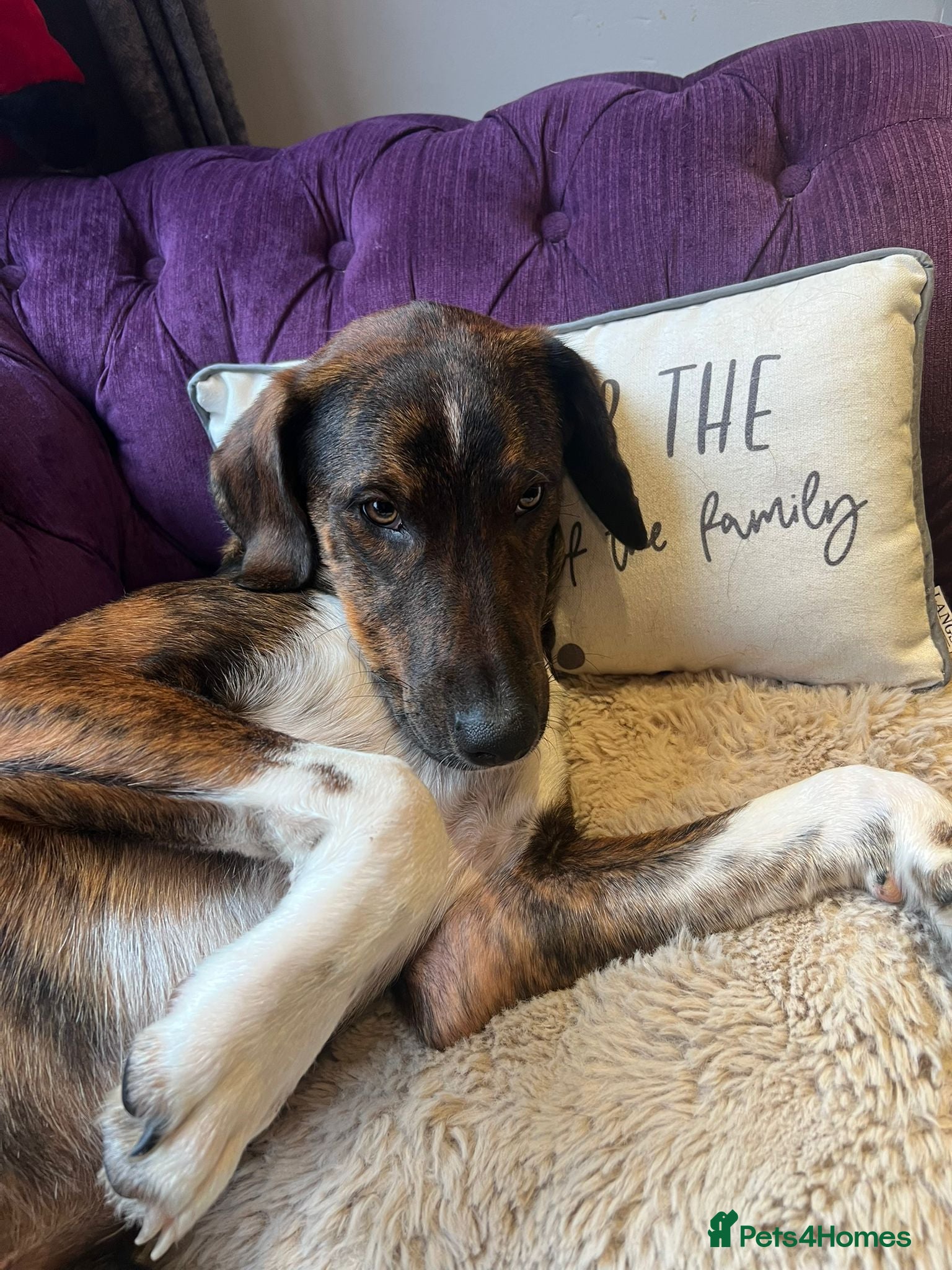 Mixed Breed dogs Handsome Enzo ready for his forever family - Advert 1