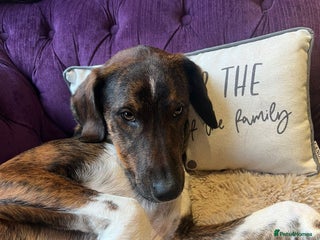 Mixed Breed dogs Handsome Enzo ready for his forever family - Advert 1