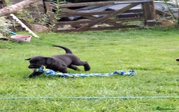 Labrador Retriever dogs for sale: Pedigree labrador puppies  - Image 4