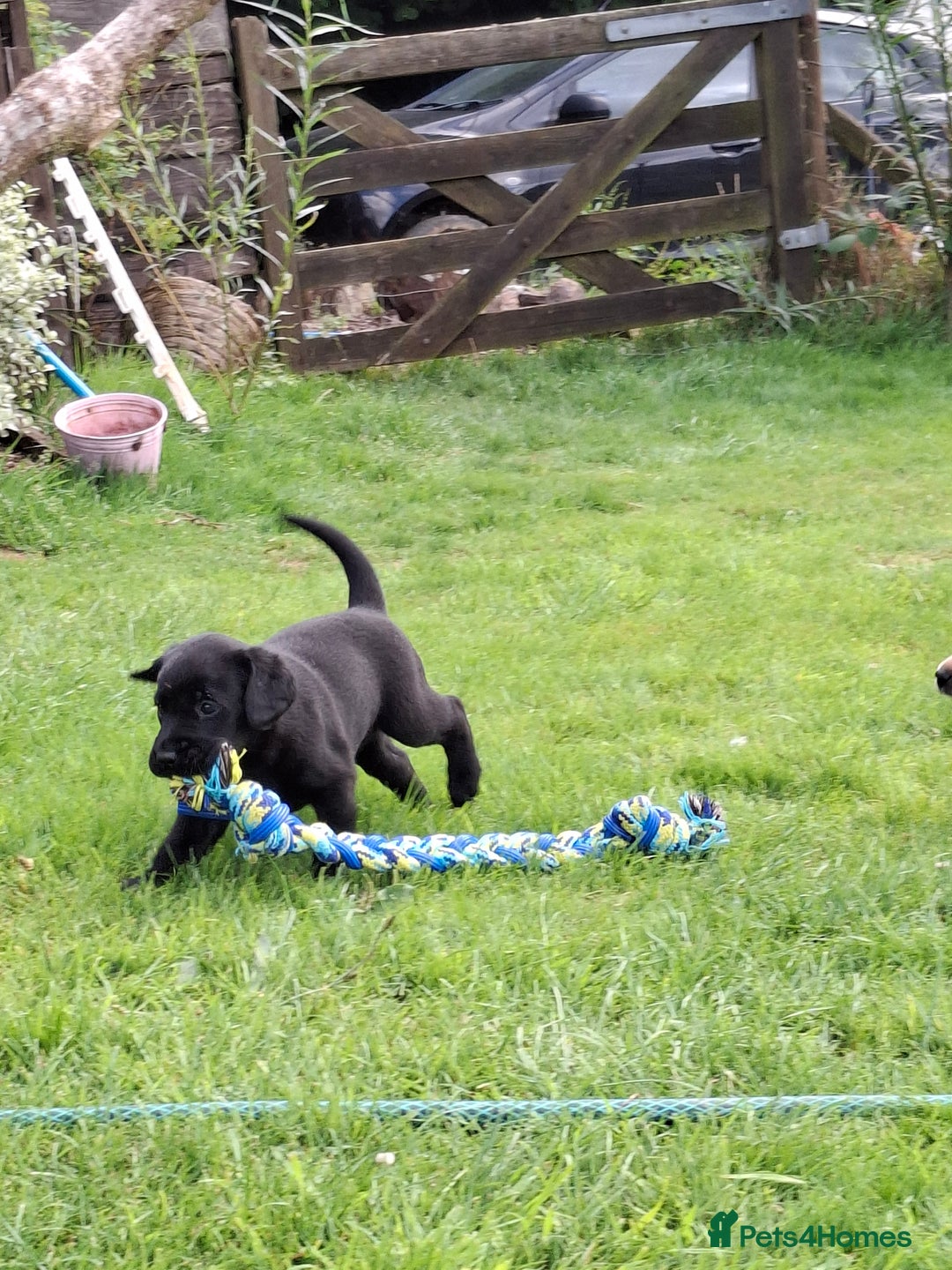 Labrador Retriever dogs for sale: Pedigree labrador puppies  - Image 4