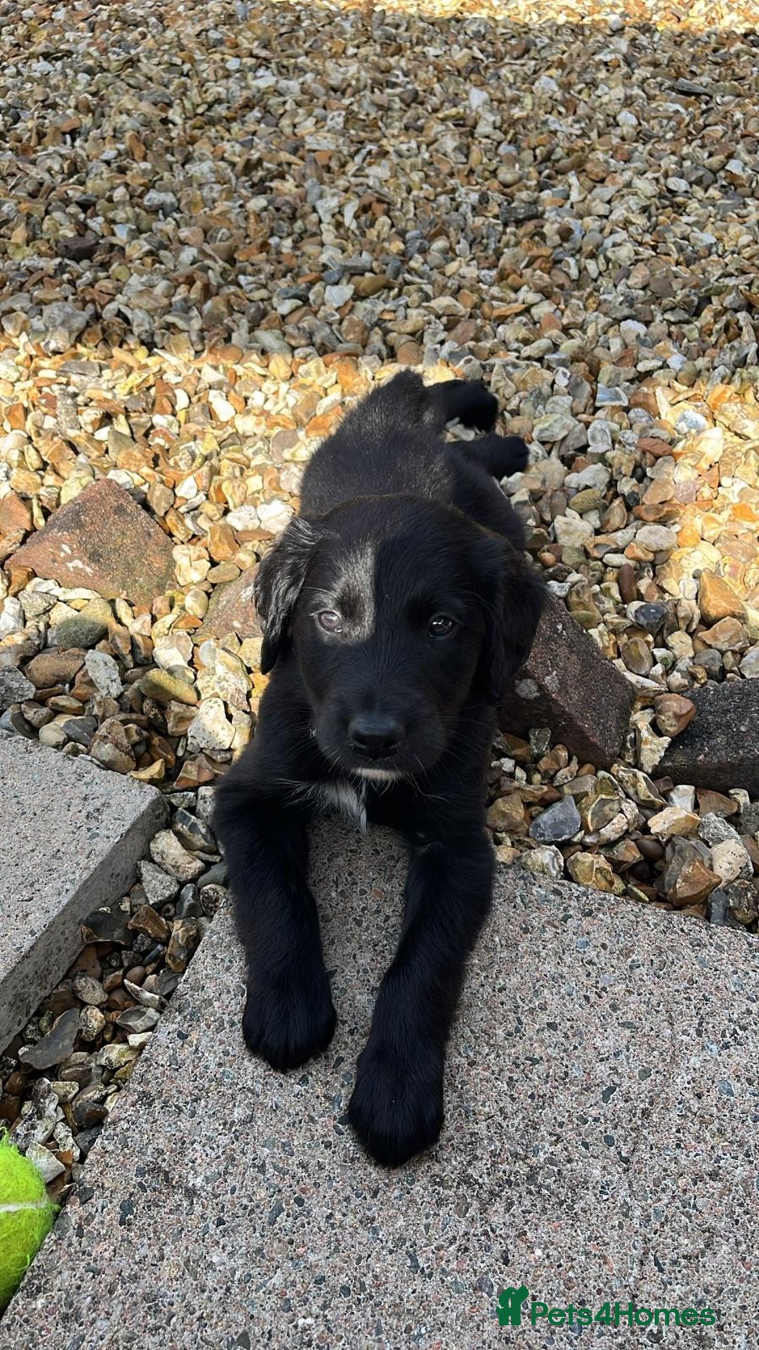 Mixed Breed dogs for sale: Collie Setter puppies - Image 9