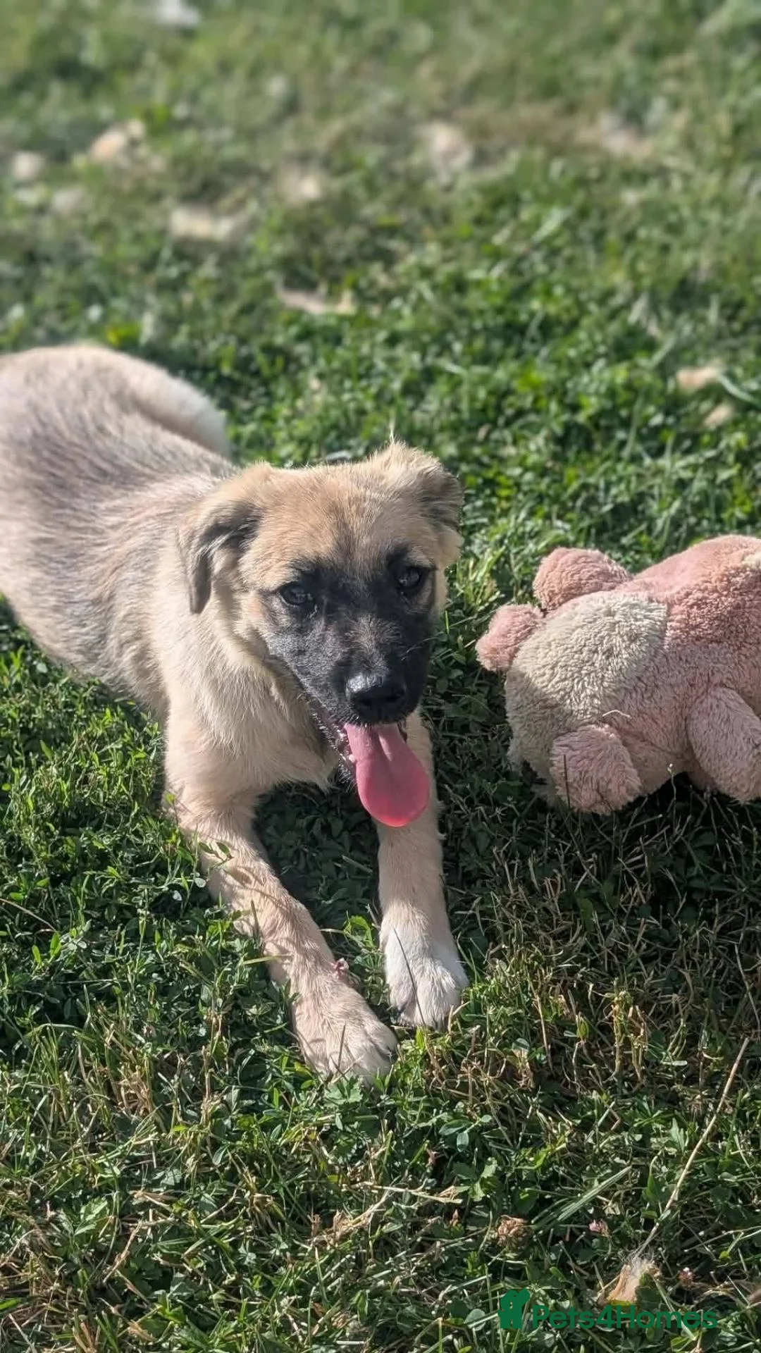 Mixed Breed dogs for adoption: Gaia for adoption!  in Leigh-on-Sea - Advert 1