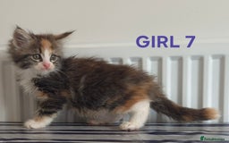 Ragcoon cats for sale: Stunning ragcoons - Image 2