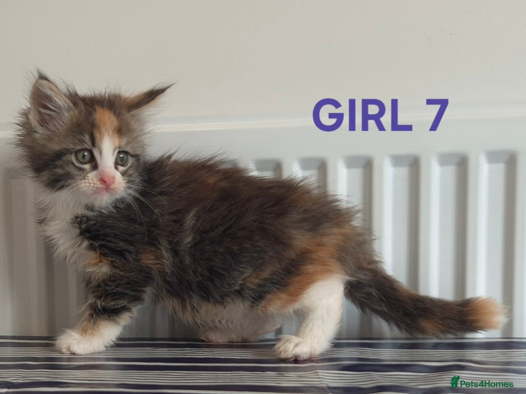 Ragcoon cats for sale: Stunning ragcoons - Image 2