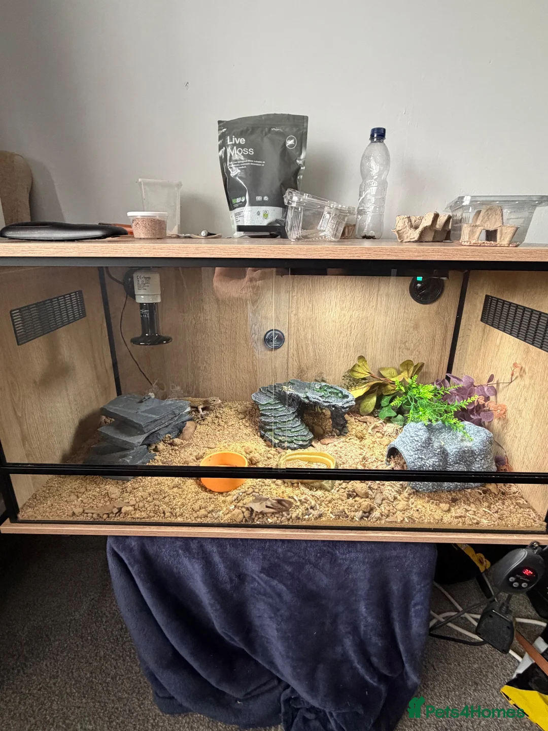 Leopard Gecko reptiles for sale: Beautiful male leopard gecko and full set up  - Advert 1