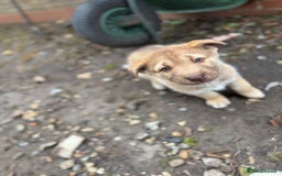 Shepsky dogs for sale: Disney Dogs *Serious Contact Only**  - Image 8