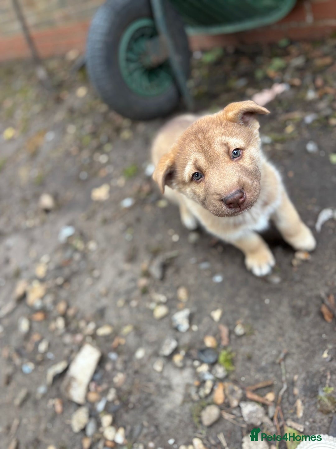 Shepsky dogs for sale: Disney Dogs *Serious Contact Only**  - Image 8