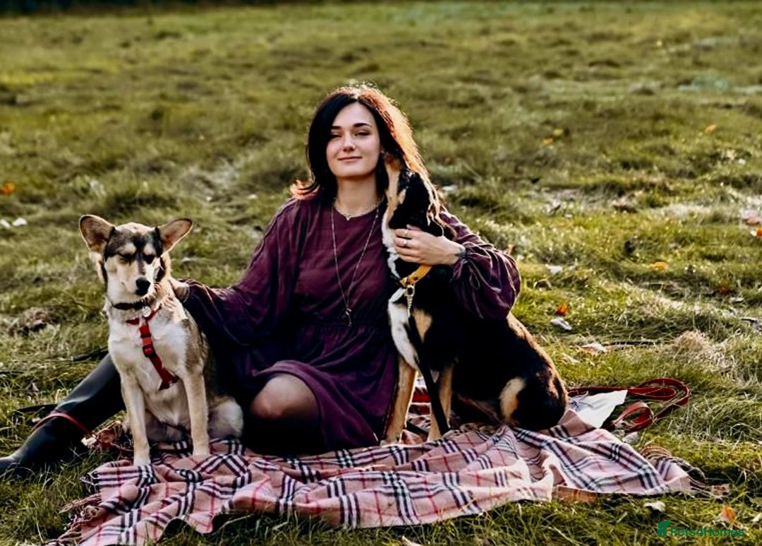 German Shepherd dogs for adoption: 🐾 POPPY – Female German Shepherd - Advert 7