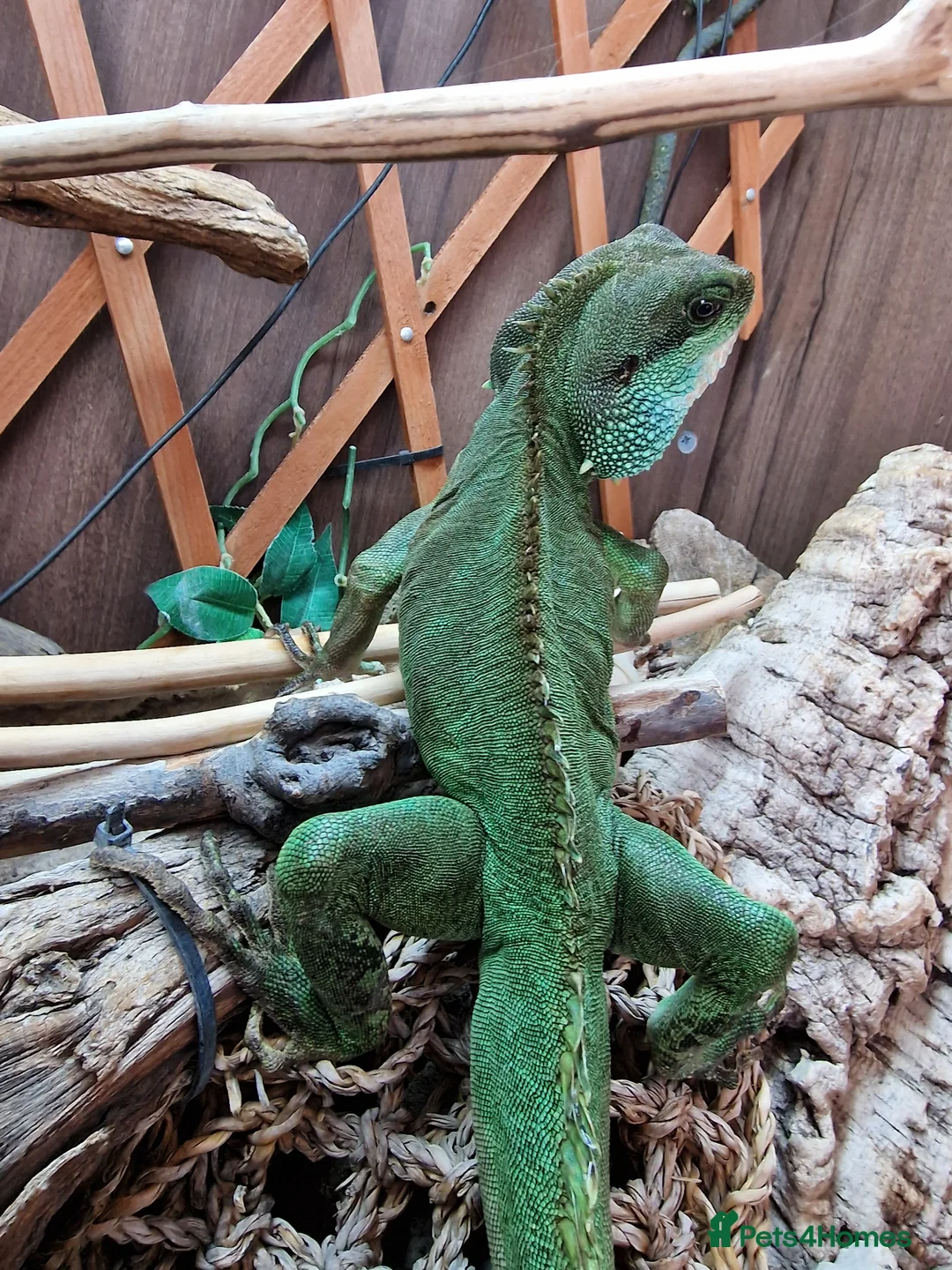 Dragon reptiles for sale: Chinese water dragon. in Bournemouth - Advert 2