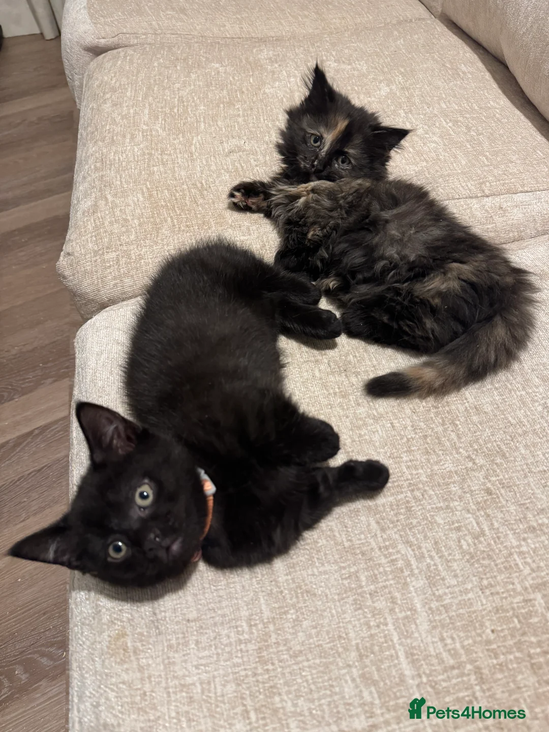 Munchkin cats for sale: 💎 RARE 💎 STANDARD MUNCHKINS READY TO LEAVE NOW  - Advert 5