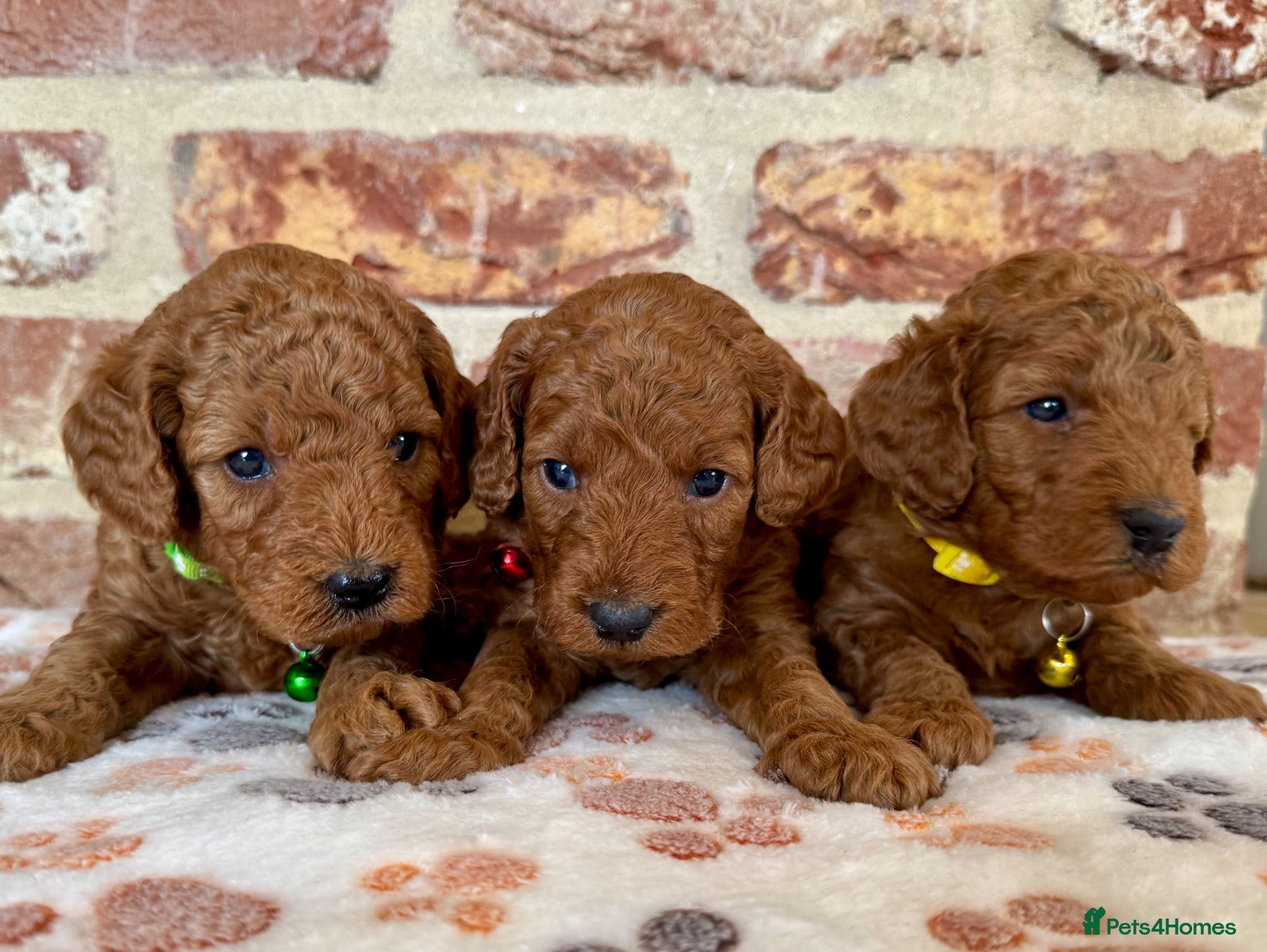 Cockapoo dogs F1b solid red cockapoos 🐾 - Advert 6