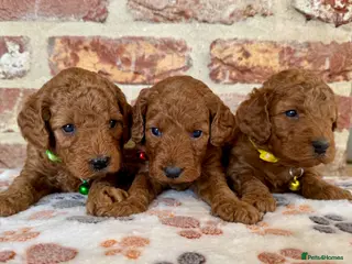 Cockapoo dogs F1b solid red cockapoos 🐾 - Advert 3