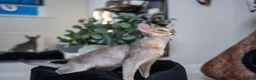 Abyssinian cats for sale: Super Cuddling Boy Champion Line 🏆 Silver Black - Advert 14
