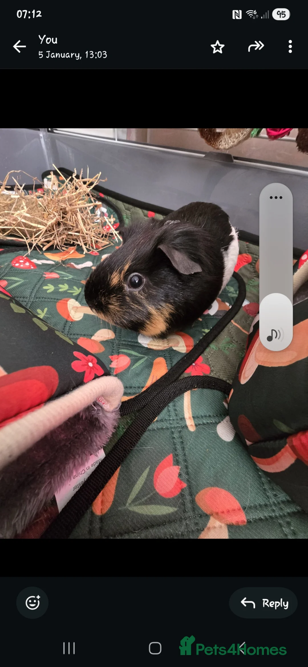 Guinea Pig rodents for sale: 2x female guinea pigs - Advert 1