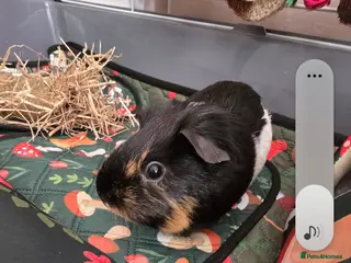 Guinea Pig rodents 2x female guinea pigs - Advert 1